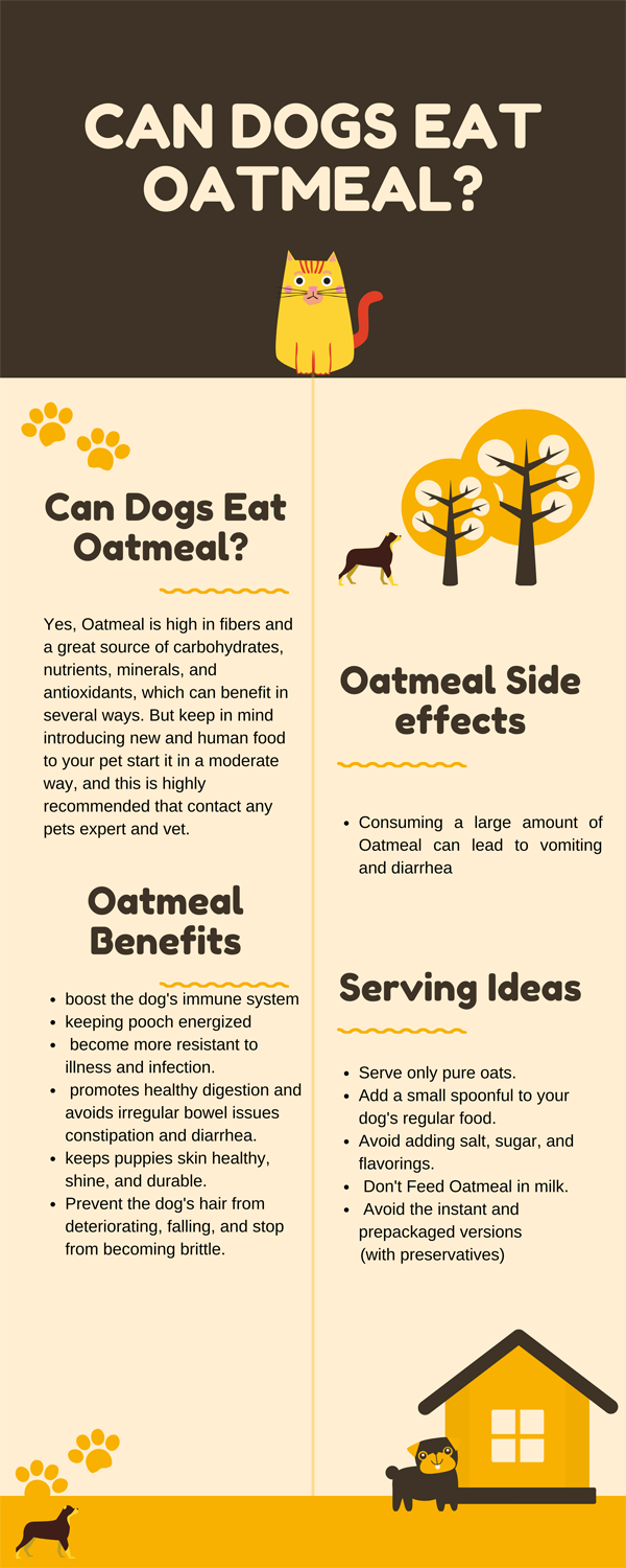 Can dogs eat oatmeal Side effects vs Benefits Complete Guide