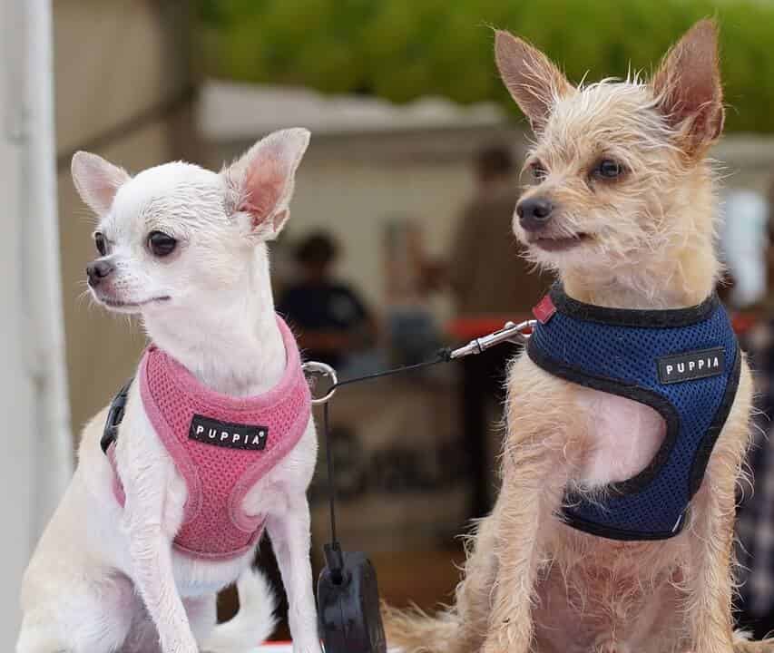 Can Dogs Eat Oatmeal Side Effects Vs Benefits Complete Guide