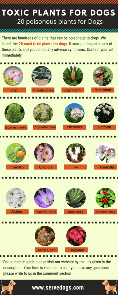 Toxic Plants For Dogs 20 Poisonous Plants For Dogs