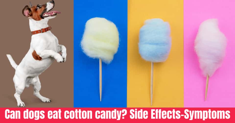 Can Dogs Eat Cotton Candy 7 Side Effects And Symptoms Serve Dogs