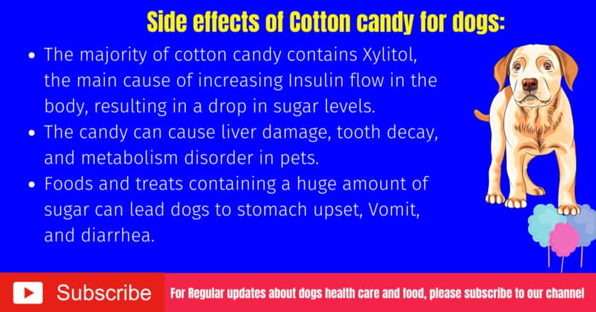 Can Dogs Eat Cotton Candy 7 Side Effects And Symptoms