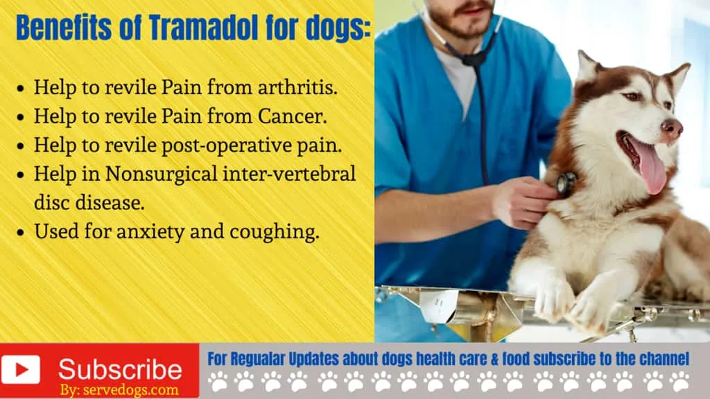 Benefits of Tramadol for dogs