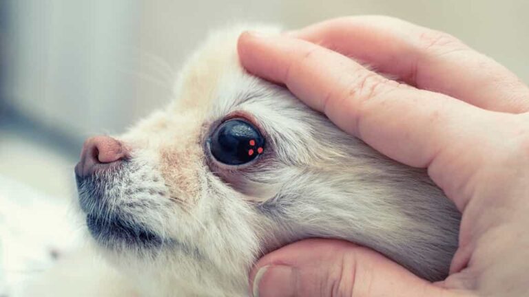 Why do Dogs get Eye Boogers? 9 Causes-Prevention - Serve Dogs
