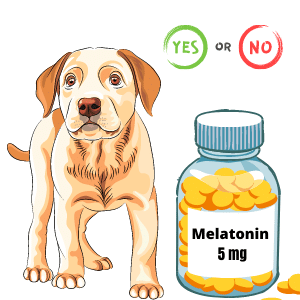 How Much Melatonin For Dogs Melatonin Dosage For Dogs Serve Dogs