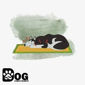 Your Husky Breathes So Fast Because He Had Too Much Exercise